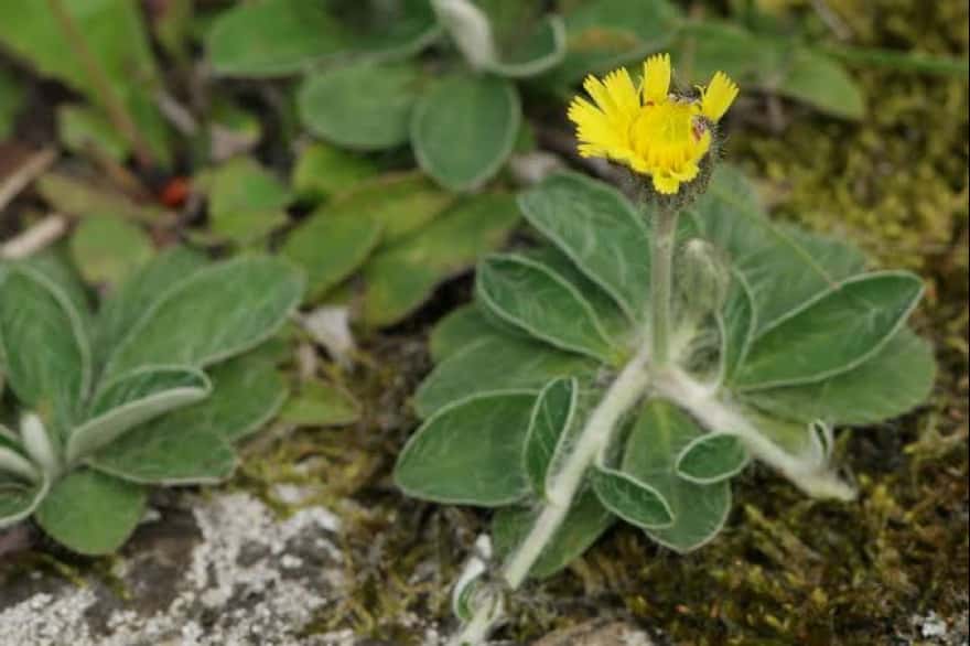 Gobierno firmó acuerdo con INTA para controlar el crecimiento de una planta que afecta a la ganadería fueguina