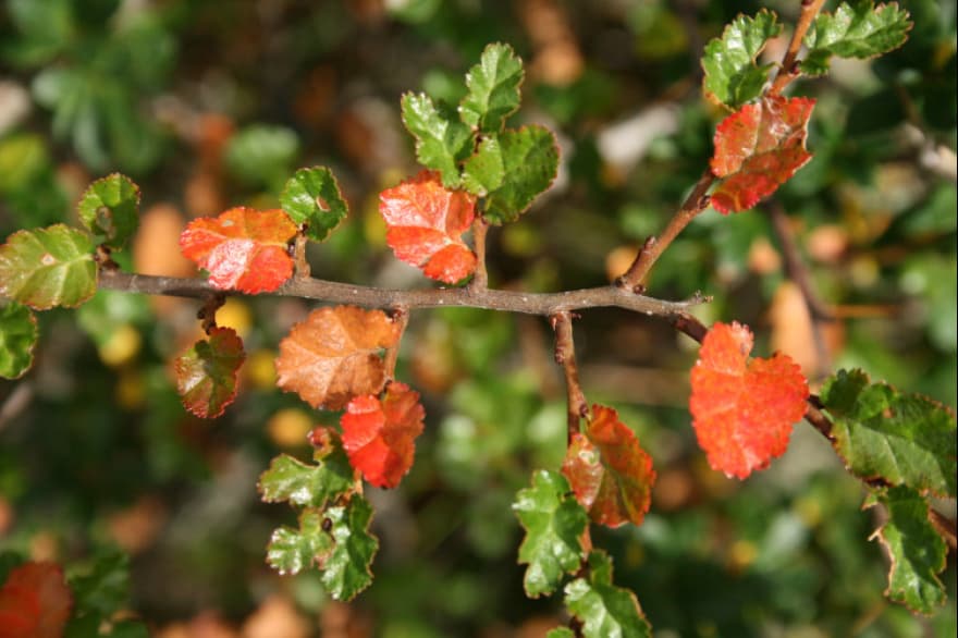 El ñire, un árbol fueguino que ahora se destaca por su poder antioxidante