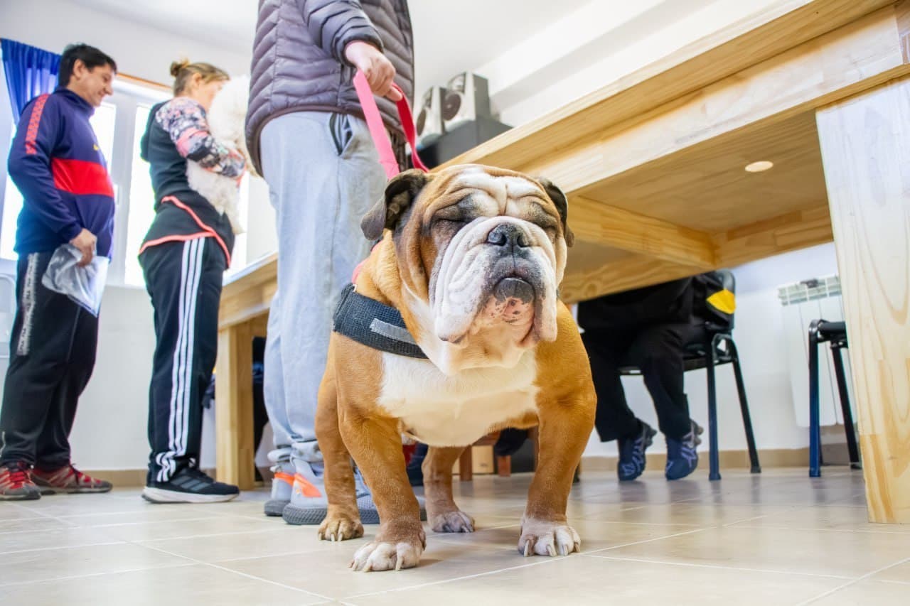 Anuncian una jornada de vacunación antirrábica