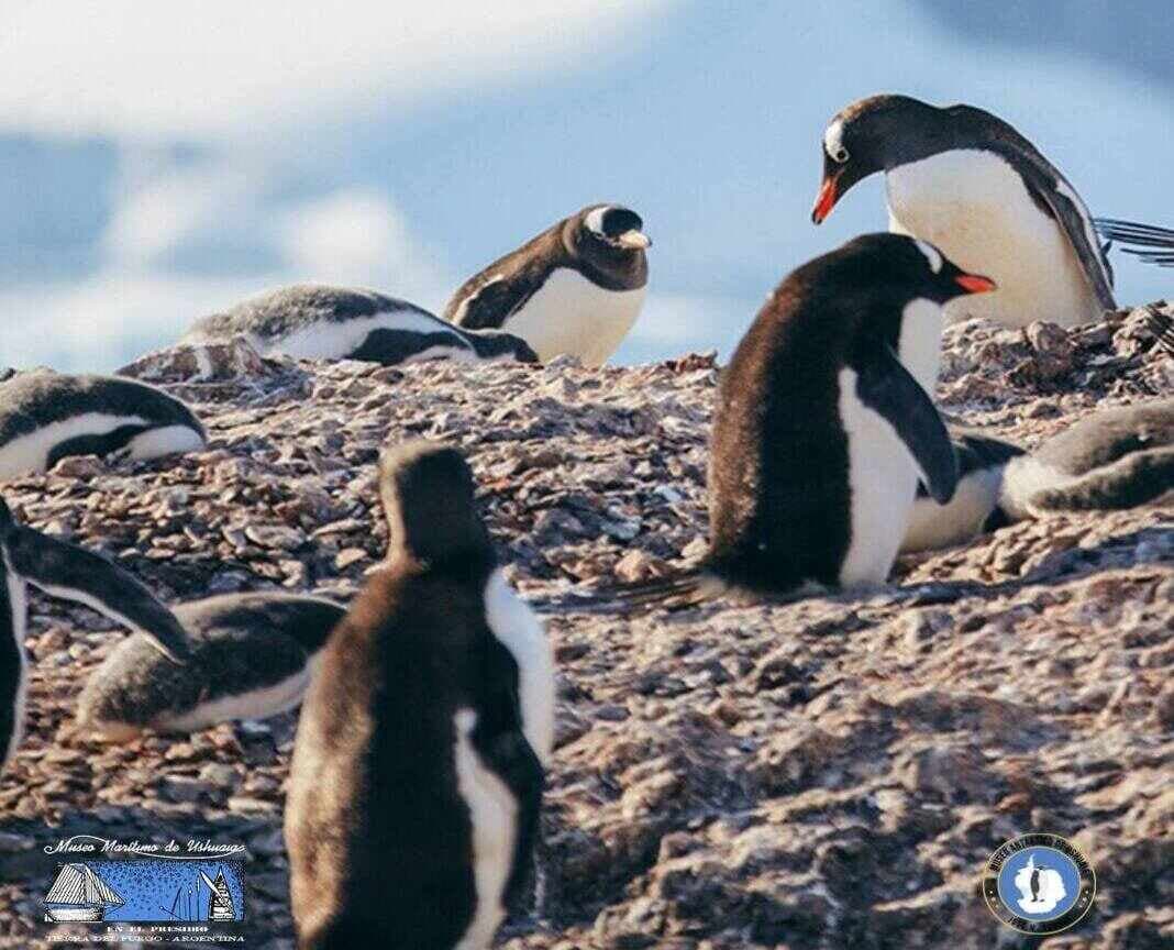 El Museo Marítimo y del Presidio de Ushuaia invitan a las actividades  del "Día del Antártida Argentina"