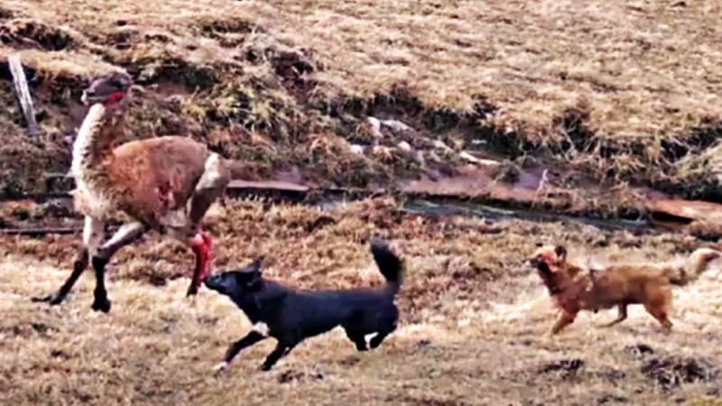 “La Misión perdió, hasta ayer, 146 animales ovinos”