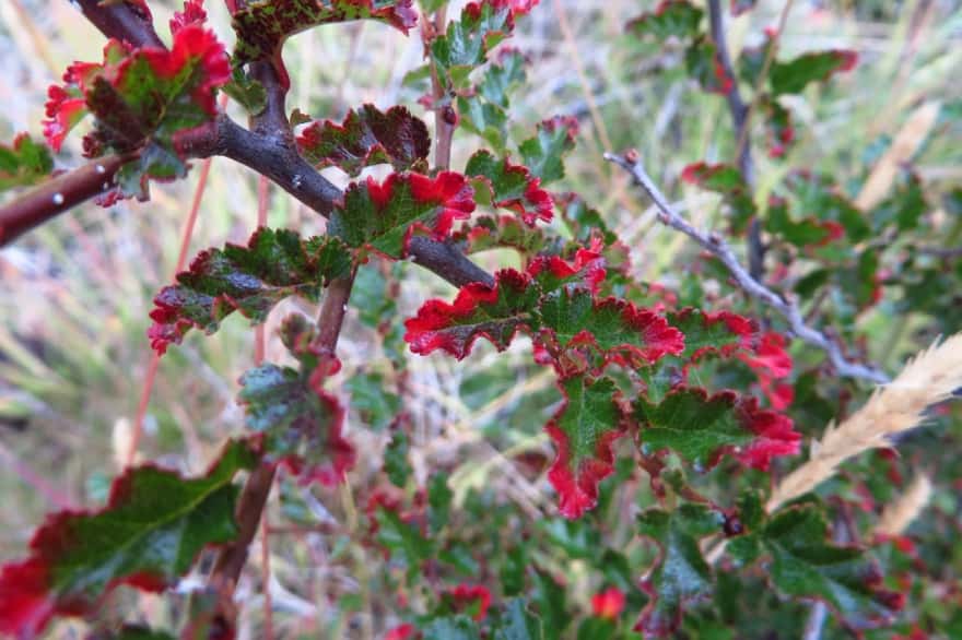Ya está disponible el primer capítulo de la ‘Guía de Flora de las Áreas Naturales Protegidas’ fueguinas
