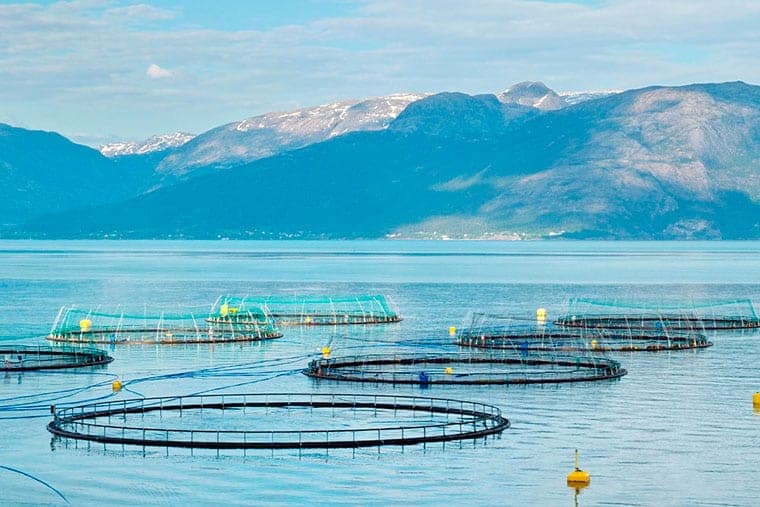 La Justicia deberá resolver sobre la ley que habilitó las salmoneras